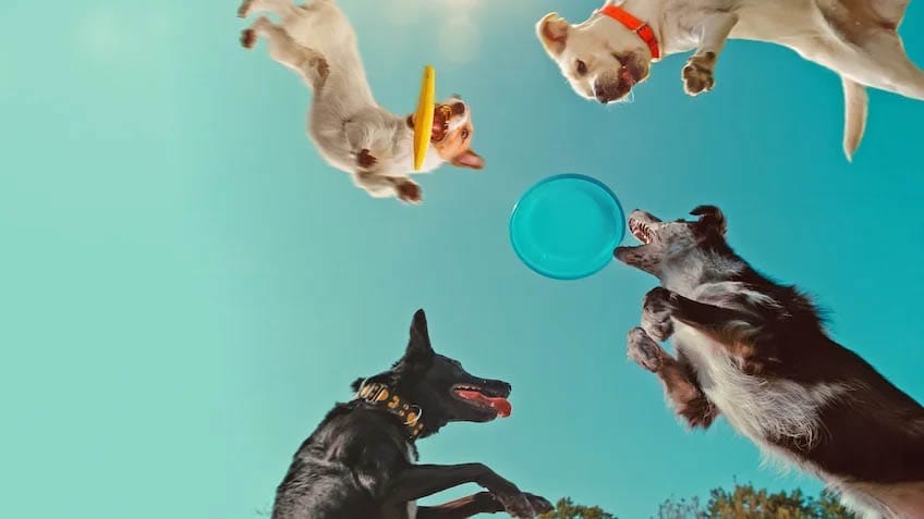 개는 왜 개일까?